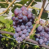 Ранний розовый1_0x160 Наш сад